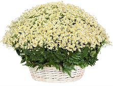 Цветочная композиция из Ромашки в корзине #REPLACE_PRED# Казинке Ставропольский край